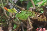 磐石云南南滚河保护区首次发现红唇棘蜥